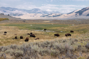 Fototapeta na wymiar Bison Grazing in Wyoming
