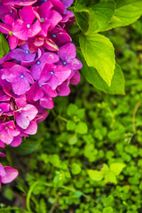 Purple Hydrangea flower or Hydrangea macrophylla n a garden