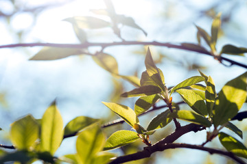 tree branch with buds