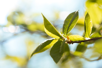 tree branch with buds