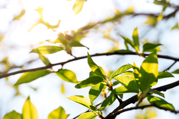 tree branch with buds