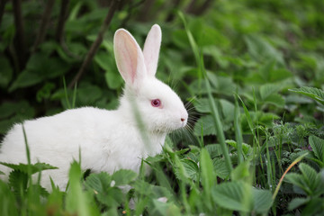 Naklejka na ściany i meble beautiful little white rabbit in the grass