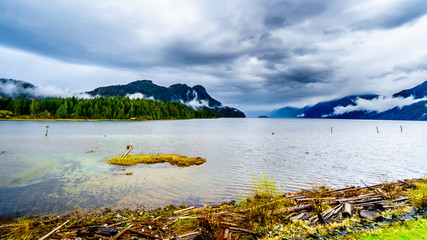 Driftwood on the shores of Pitt Lake under a dark cloudy sky with rain clouds hanging around the Mountains of the Coast Mountain Range in the Fraser Valley of British Columbia, Canada