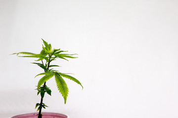 Fototapeta na wymiar Cannabis leaves of a plant on a white background Marijuana Weed