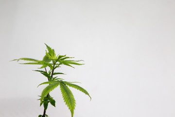 Cannabis leaves of a plant on a white background Marijuana Weed