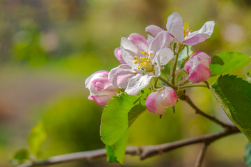 spring flower in my summer season garden