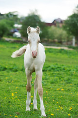 pony cream foal coming to us in green grass meadow