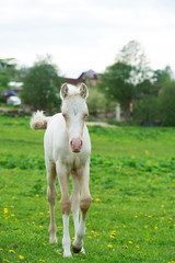 pony cream foal coming to us in green grass meadow