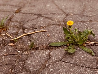 flowers on rock