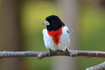 Rose Breasted Grosbeak