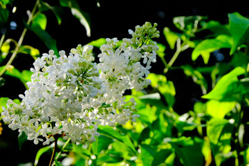 white lilac in front of green background