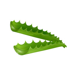 Set of aloe vera Vector illustration isolated on white background