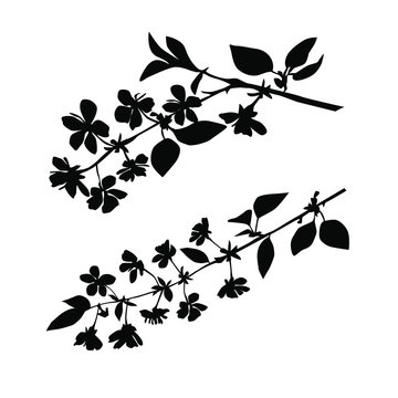 Silhouette of apple or cherry flower with leaf, branch  blossom, vector,  black color, isolated on white background