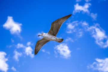 seagull is flying in the blue sky