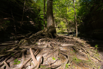 Tree roots