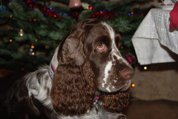 Springer spaniel in santa hat
