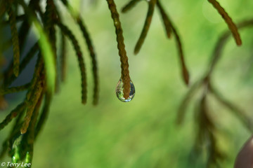 water droplet