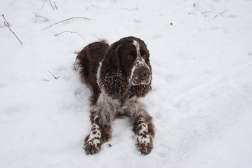 English springer spaniel in the snow