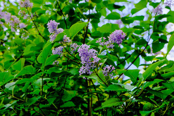 purple lilac in front of green background