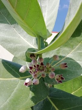 Planta conhecida como saco de bode
