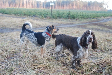 dog in the forest