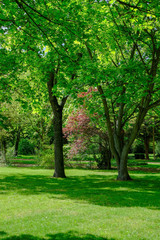 Fototapeta na wymiar Deciduous trees in the park