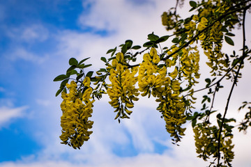 yellow flowering branch of a tree