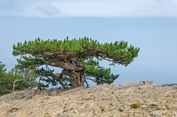 Tree on a mount