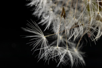 Seeds of a dandelion on a dark table. Dandelion with drops of water.