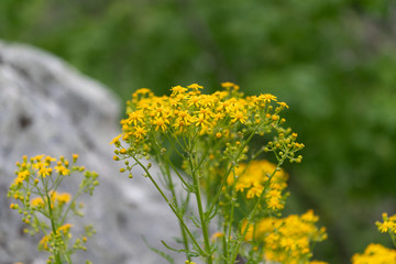 Small Ragwort Flowers