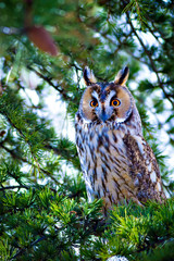 Forest and owl. Green forest nature background. Pine tree. Bird: Long eared Owl. Asio otus. 