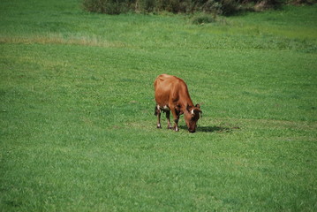 Obraz na płótnie Canvas Brown cow on the pasture