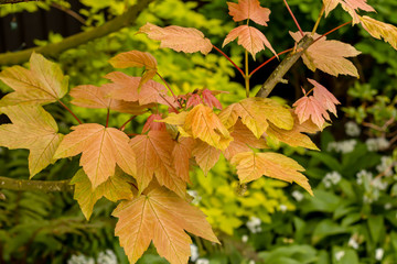 Delicate orange leaves of Acer pseudoplatanus Brilliantissimum in may