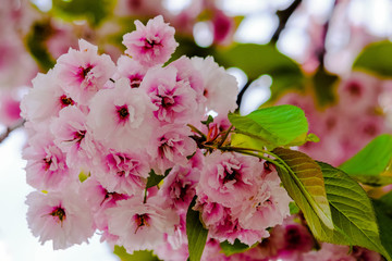 Fototapeta premium pink cherry blossoms on a tree