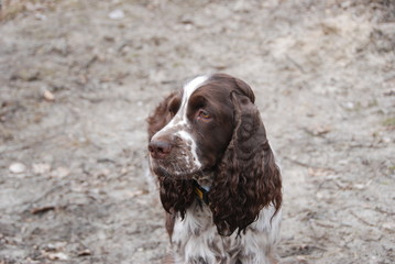 English springer spaniel in the woods