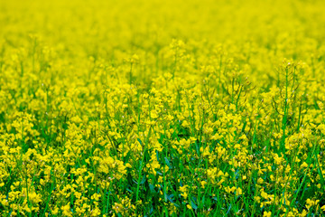 Fototapeta premium yellow rape field