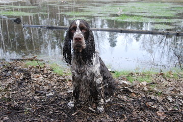 English springer spaniel 