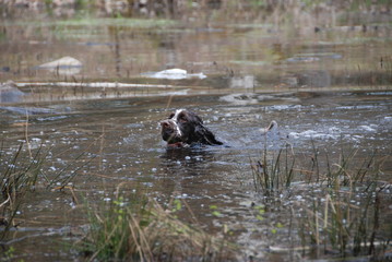 English springer spaniel 