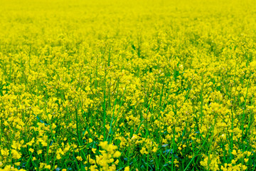 Obraz premium yellow rape field