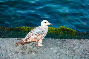 Seagull looking for food at dock, ocean or shore at sunny day
