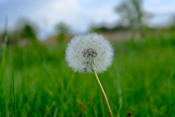 Fototapeta na wymiar dandelion on background of green grass