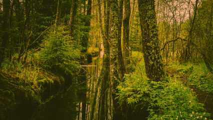 Las, strumyk, ścieżka, droga, norwegia - obrazy, fototapety, plakaty