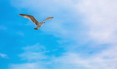 Seagull flying under clean blue sky