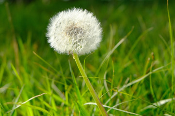 dandelion on green background of grass