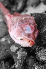 Dead fish on the beach