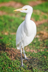 White egret searching food