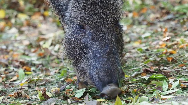 Chacoan peccary (Catagonus wagneri) eats leaves