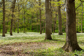 Open field in the woods