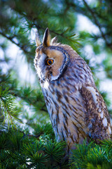 Forest and owl. Green forest nature background. Pine tree. Bird: Long eared Owl. Asio otus. 