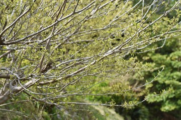 Mulberry flowers / The leaves are silkworm bait.